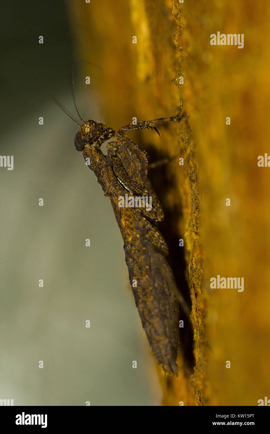 Corteccia mantis, Humbertiella indica. Colonia Aarey, Mumbai, Maharashtra, India. Foto Stock