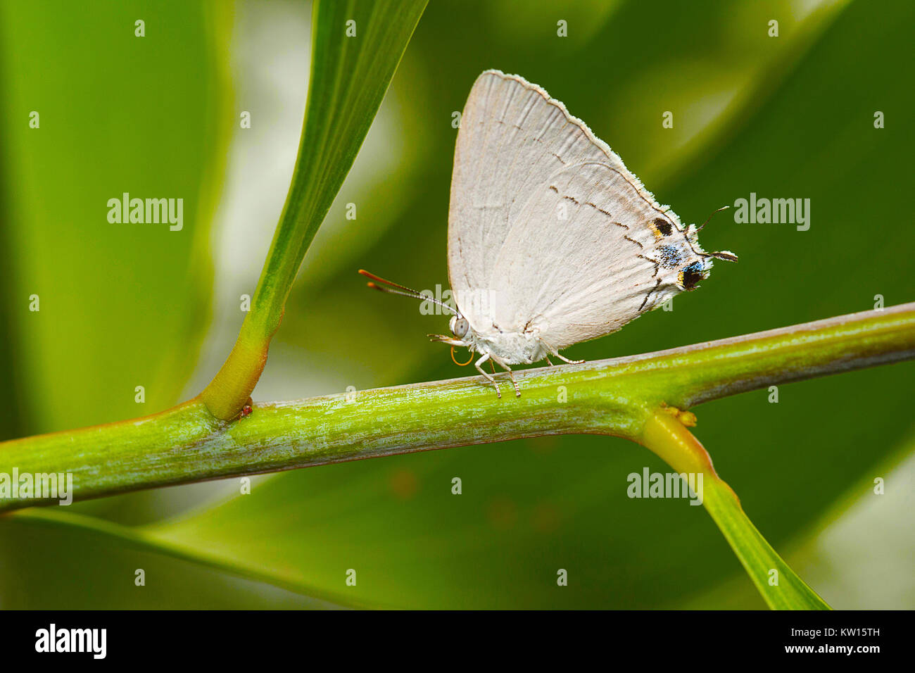 Le pianure Royal, Tajuria jehana, Lycaenidae, rare. Pondicherry, Tamil Nadu, India.Habitat:- visto in aree boschive come pure nelle pianure Foto Stock
