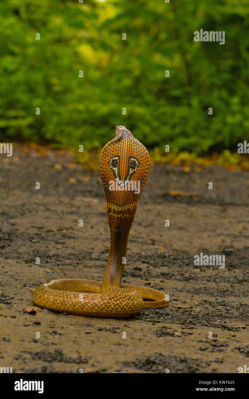 Spectacled Cobra. Naja naja. Elapidae Aarey colonia, Mumbai, Maharashtra, India. Foto Stock