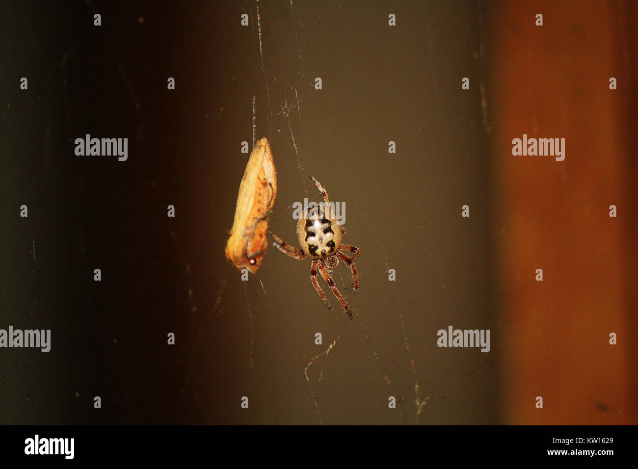 Spider è la caccia e godendo il suo cibo Foto Stock