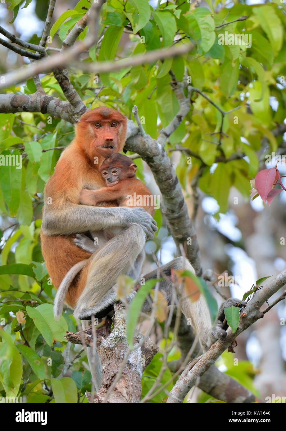 Una femmina la proboscide di scimmia (Nasalis larvatus) alimentazione di un cucciolo sull'albero in un habitat naturale. A becco lungo la scimmia, noto come bekantan in Indonesia. En Foto Stock