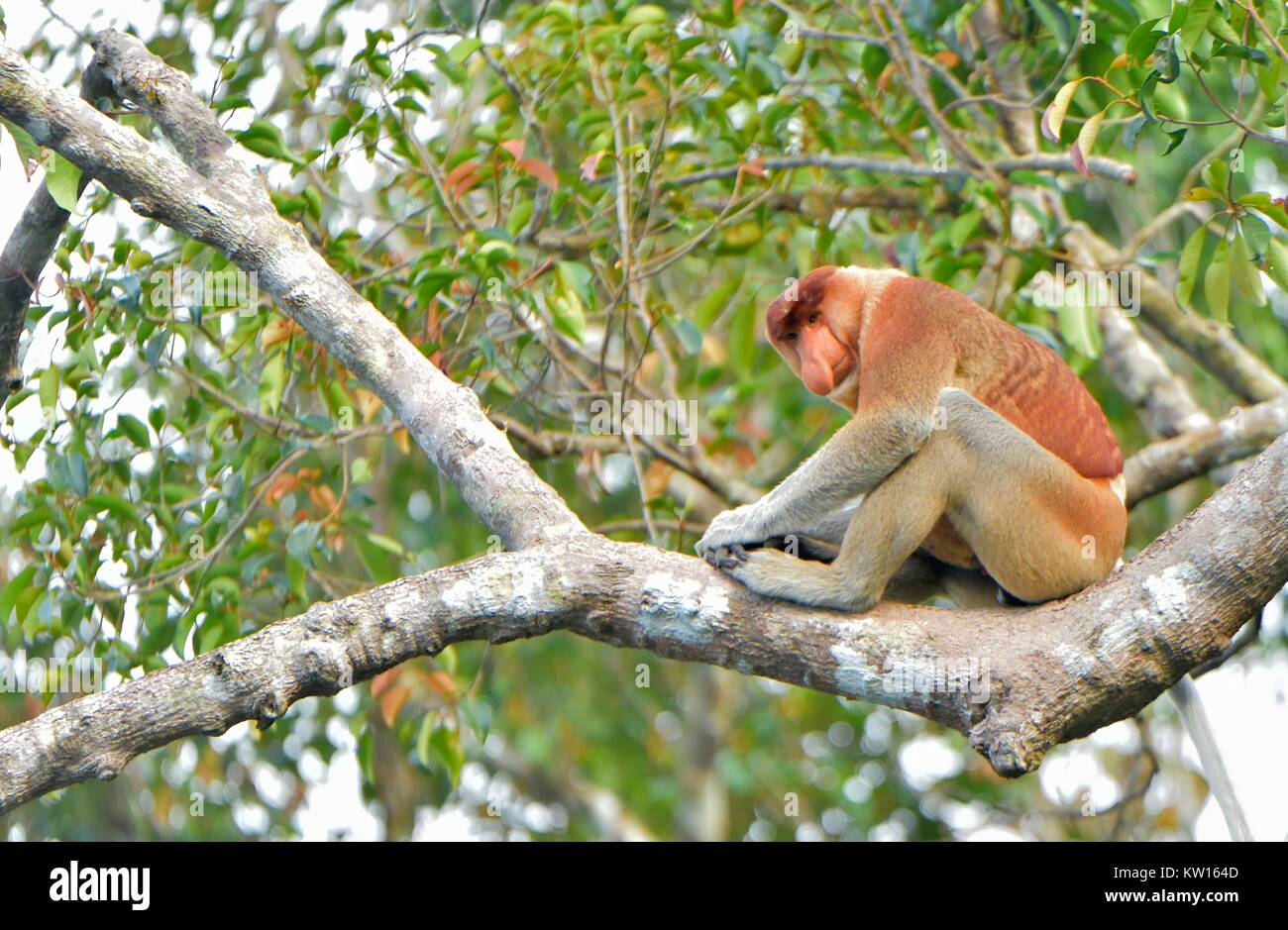 Il maschio della Proboscide Monkey seduto su un albero nella selvaggia foresta pluviale verde sulla isola di Borneo. La proboscide di scimmia (Nasalis larvatus) o a becco lungo la scimmia Foto Stock