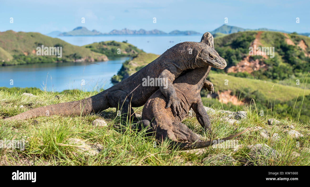 I combattimenti di Comodo dragon (Varanus komodoensis) per il dominio. È la più grande lucertola vivente nel mondo. Isola Rinca. Indonesia. Foto Stock