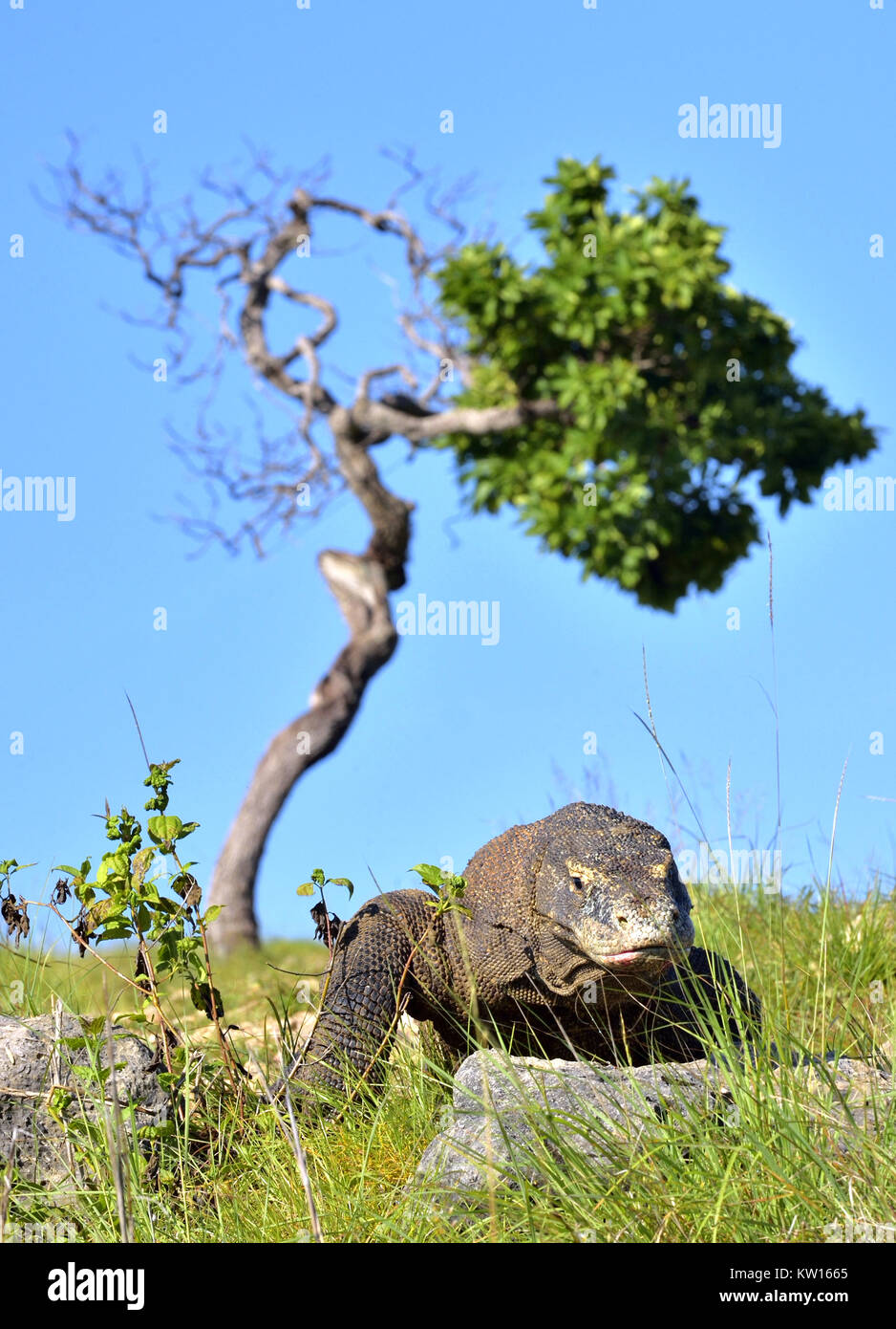 Drago di Komodo (Varanus komodoensis ) in habitat naturali. Più grande lucertola vivente nel mondo. isola Rinca. Indonesia. Foto Stock