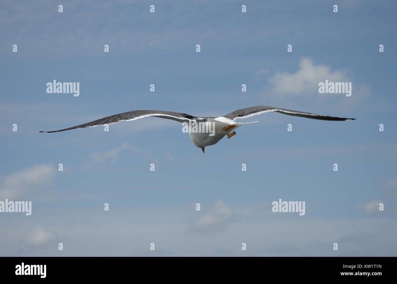 Caccia aringa gull visto da dietro Foto Stock