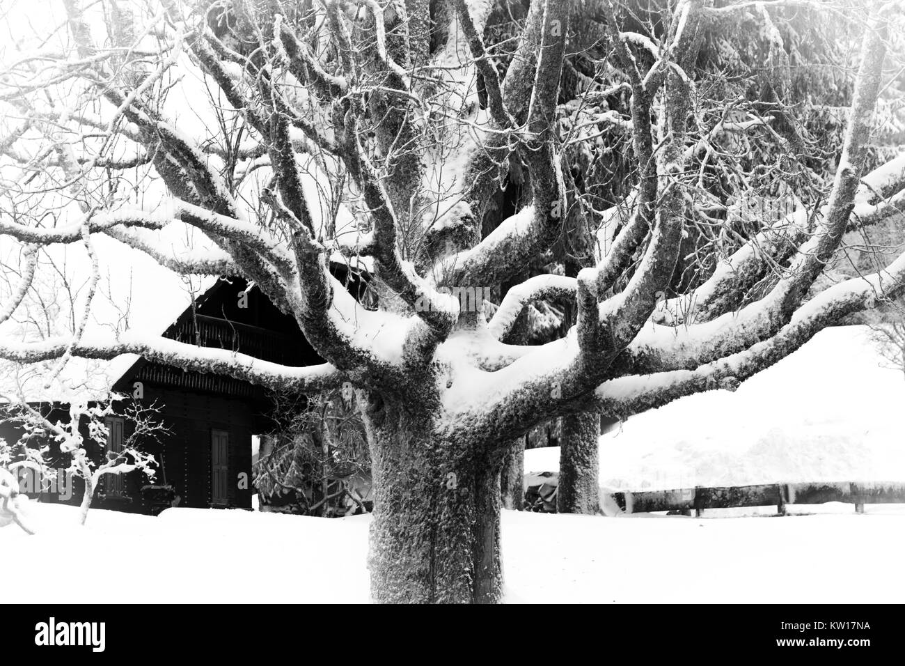 Antica, nodose, coperta di neve albero in inverno. In bianco e nero. Foto Stock