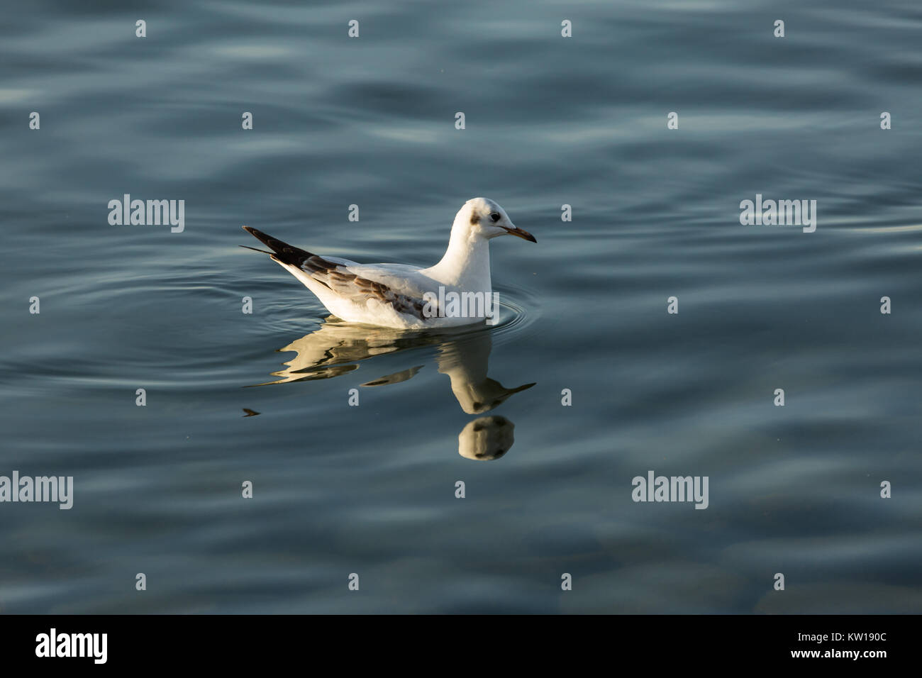 Termine bobbing nelle acque del lago di Iznik, Iznik, Turchia Foto Stock