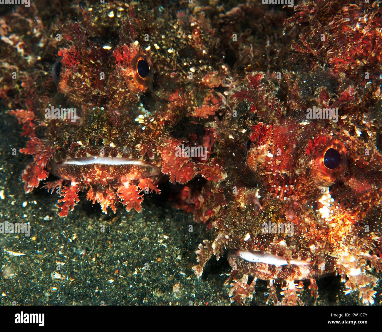 Coppia di rosso DEVILFISH spinosa (INIMICUS DIDACTYLUS) Foto Stock