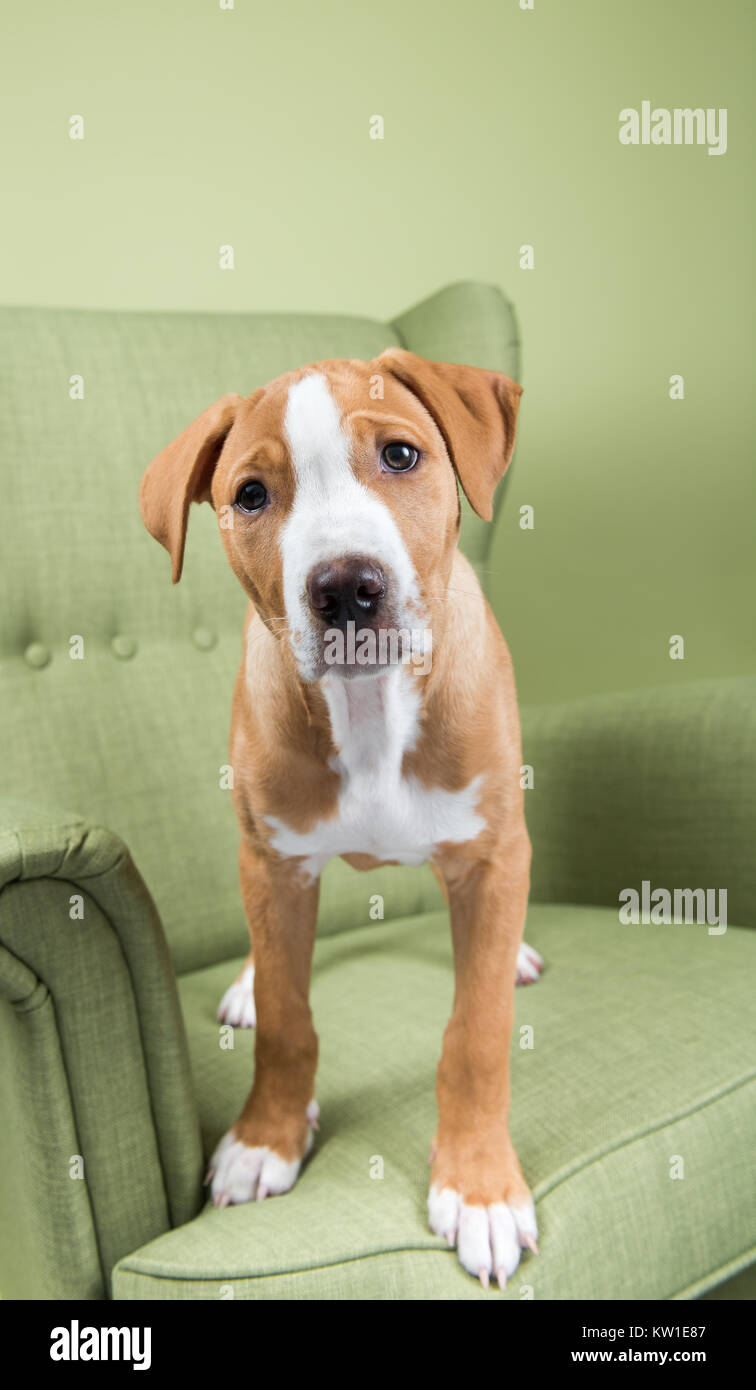 Adorabili fulvo e Bianco Pit Bull cucciolo Mix permanente sulla fantasia poltrona verde Foto Stock