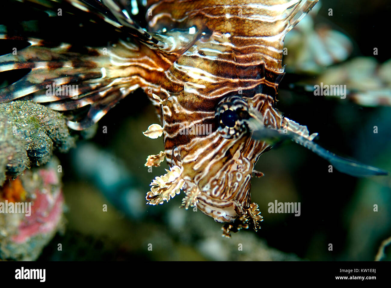 Leone LONGSPINE (PTEROIS SP.) Foto Stock