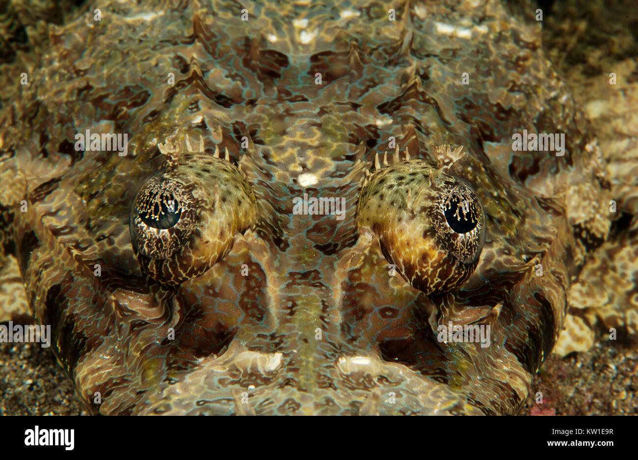 Occhi minaccioso del CROCODILEFISH FLATHEAD (CYMBACEPHALUS beauforti) Foto Stock