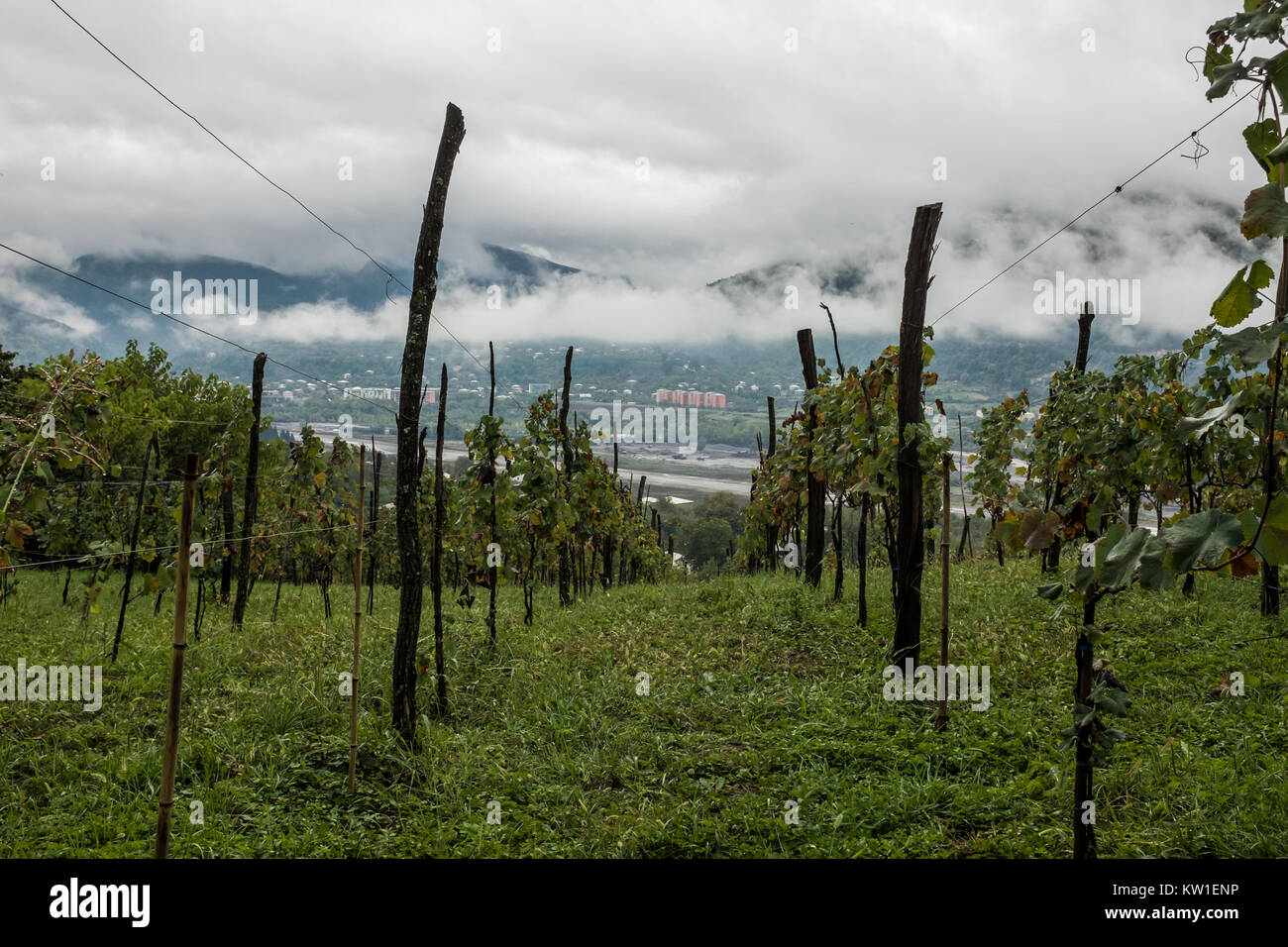 Rtveli, una vendemmia di Alexandrouli & Mudzhuretuli uve, che crescono solo in vigneti Khvanchkara, vicino alla città di Ambrolauri in Racha, Georgia Foto Stock