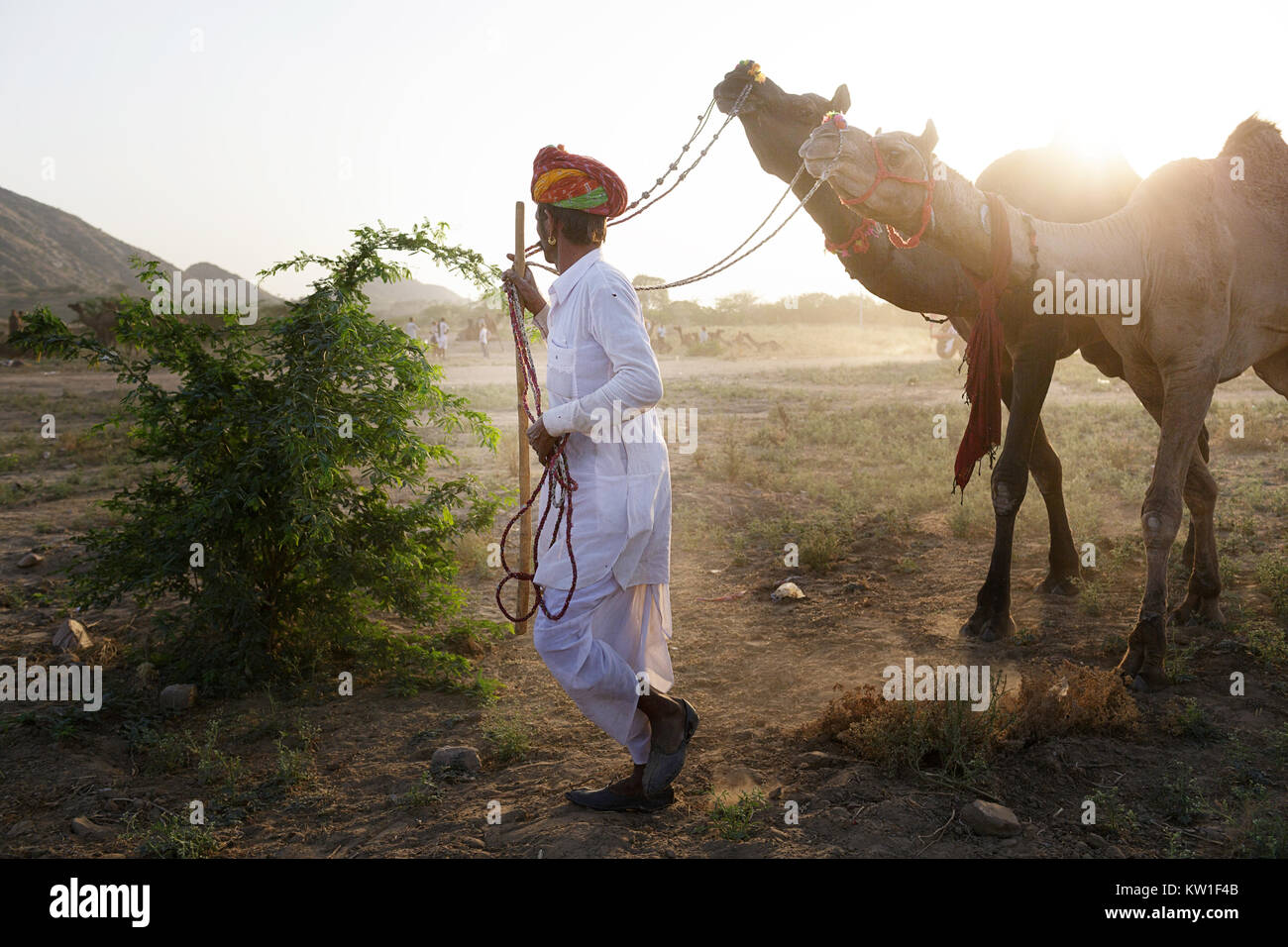 Un cammello trader portando la sua mandria di cammelli annuale di Pushkar Camel fair, Pushkar, Rajasthan, India Foto Stock