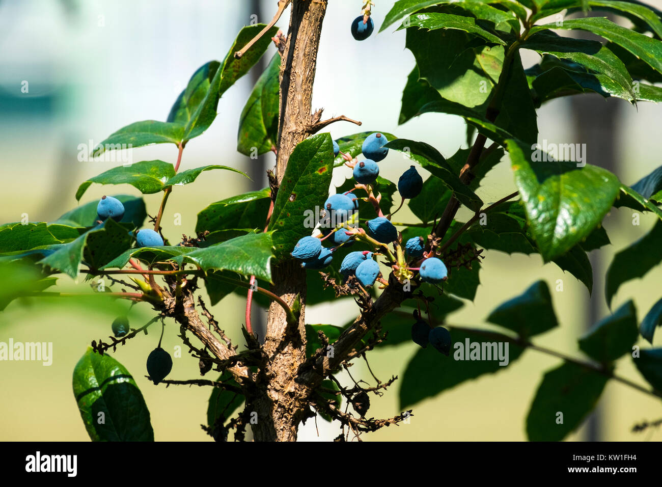 Bacche di colore blu di Oregon uva (Mahonia aquifolium) Foto Stock