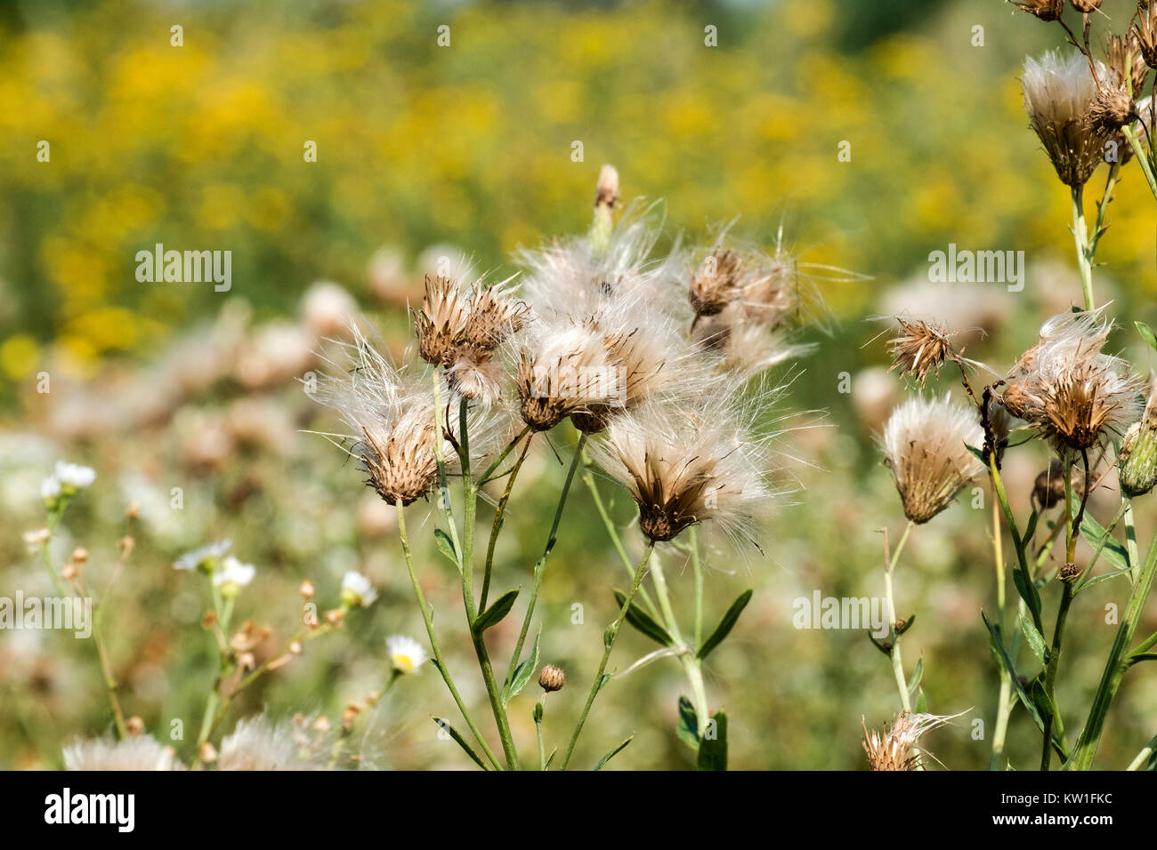 Lanugine di campo thistle dopo la fioritura (Cirsium arvense) Foto Stock