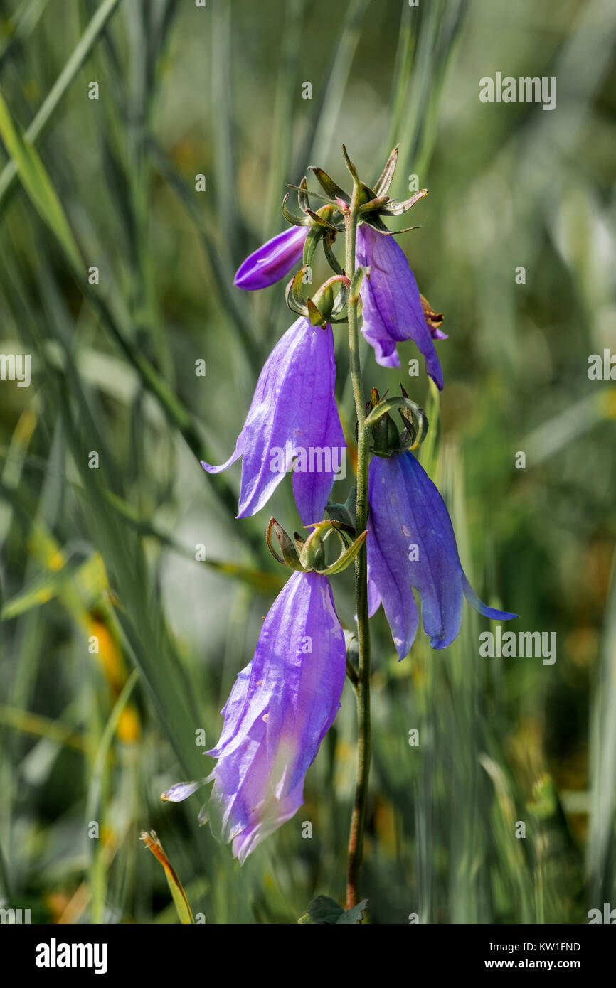 Fiori viola del vasto lasciarono la campanula (Campanula latifolia) Foto Stock