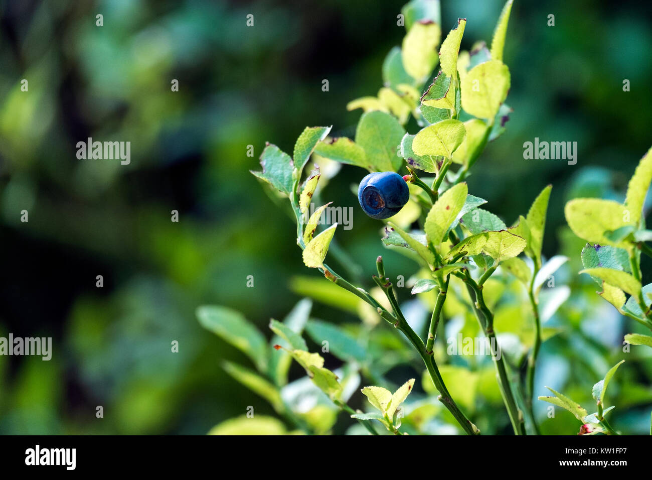Mature di mirtillo europeo unico su una macchia verde (Vaccinium myrtillus) Foto Stock