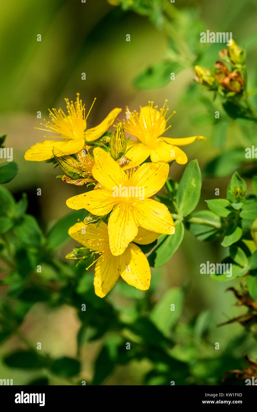 Brillantemente i fiori gialli di tutsan (Hypericum perforatum) Foto Stock