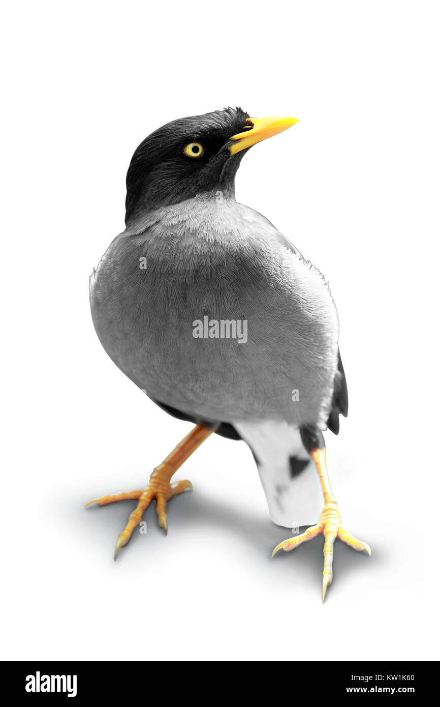 Starling isolato su uno sfondo bianco Foto Stock