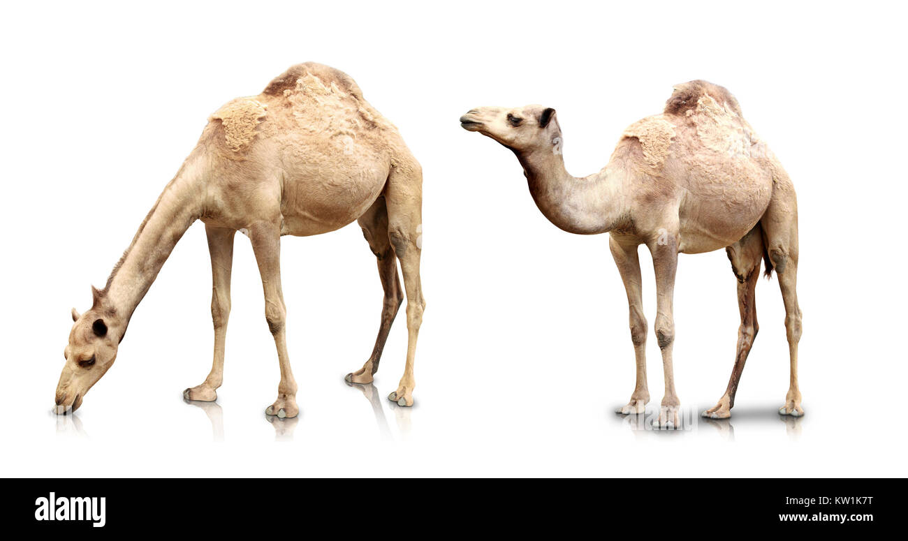 Due cammelli isolati in sfondo bianco Foto Stock