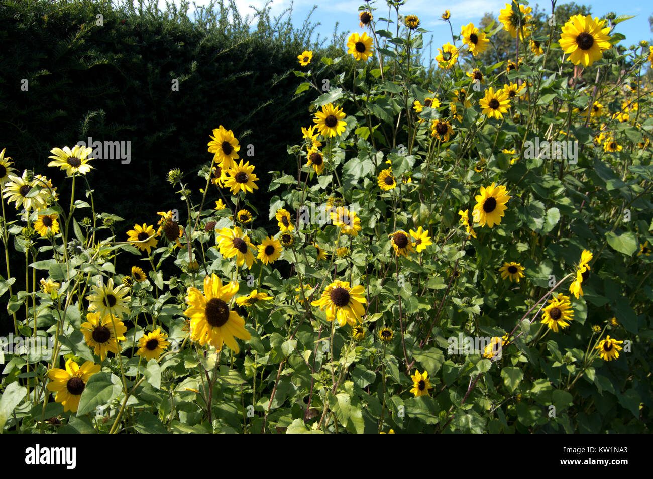 Girasoli crescono nel giardino murato, Loseley House, Guildford, Inghilterra Foto Stock