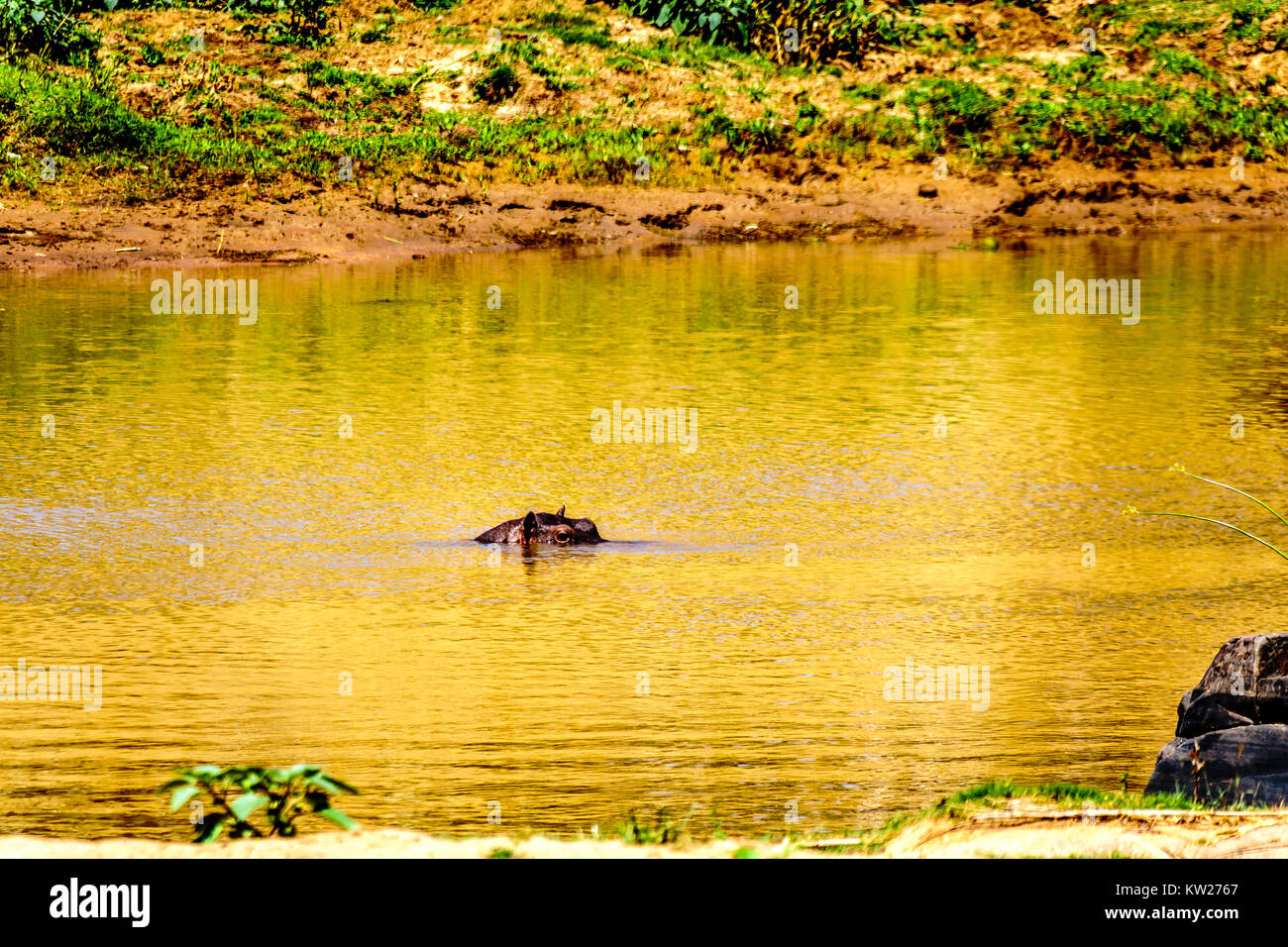 Ippopotamo galleggianti in Olifants River, vicino alla città di Phalaborwa nel Parco Nazionale di Kruger in Sud Africa Foto Stock