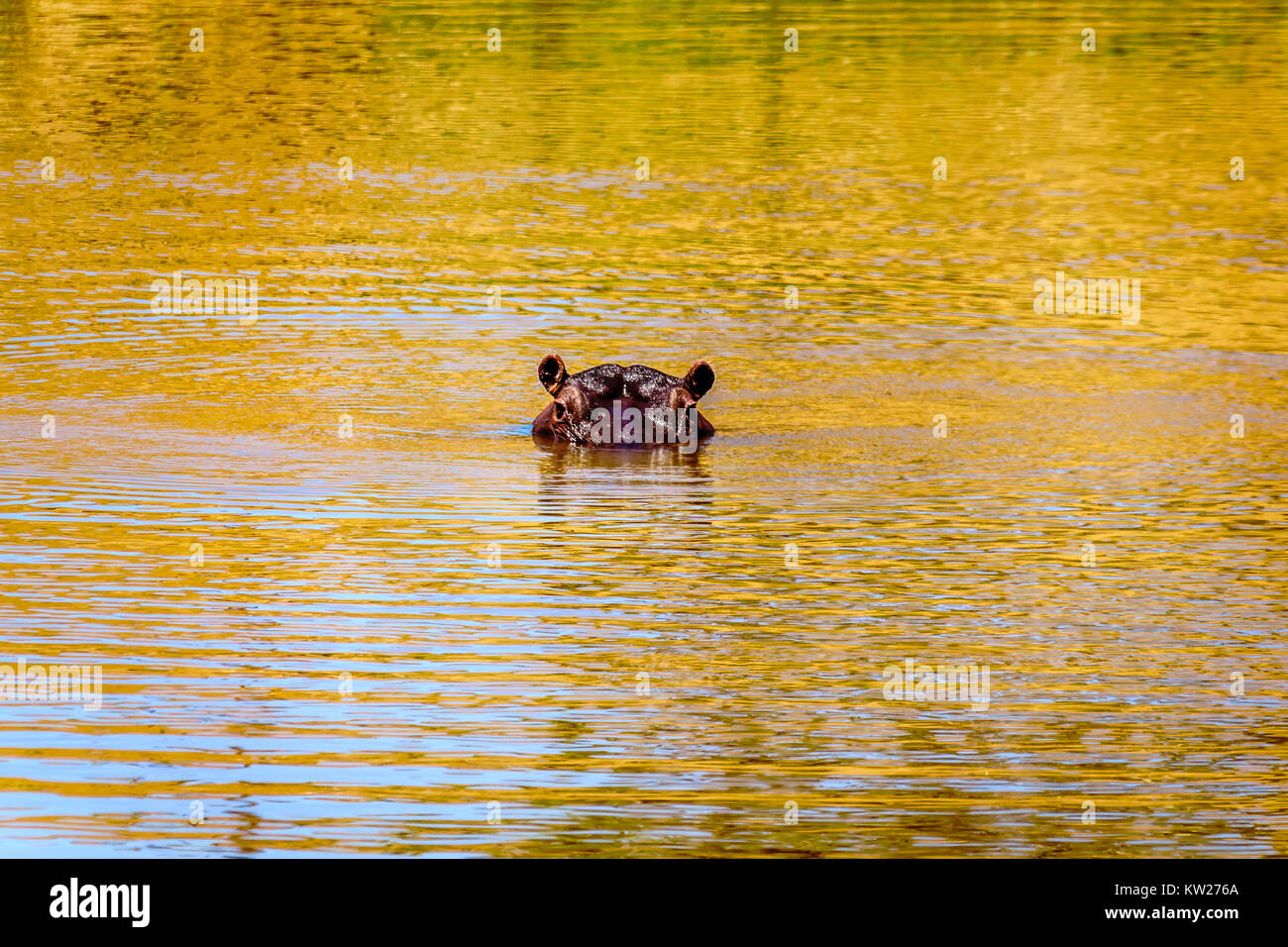 Ippopotamo galleggianti in Olifants River, vicino alla città di Phalaborwa nel Parco Nazionale di Kruger in Sud Africa Foto Stock