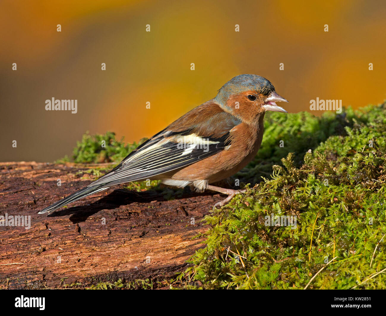 Maschio di fringuello appollaiato Foto Stock