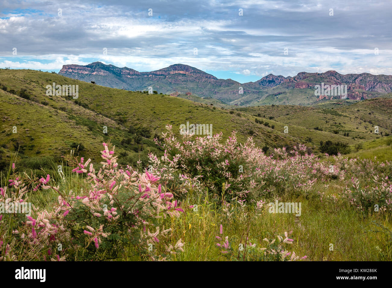 Un abbondante Monsone drappeggio il Pajarito Montagne in erba e fiori selvatici. Tumacacori altipiani del sud dell'Arizona. Foto Stock