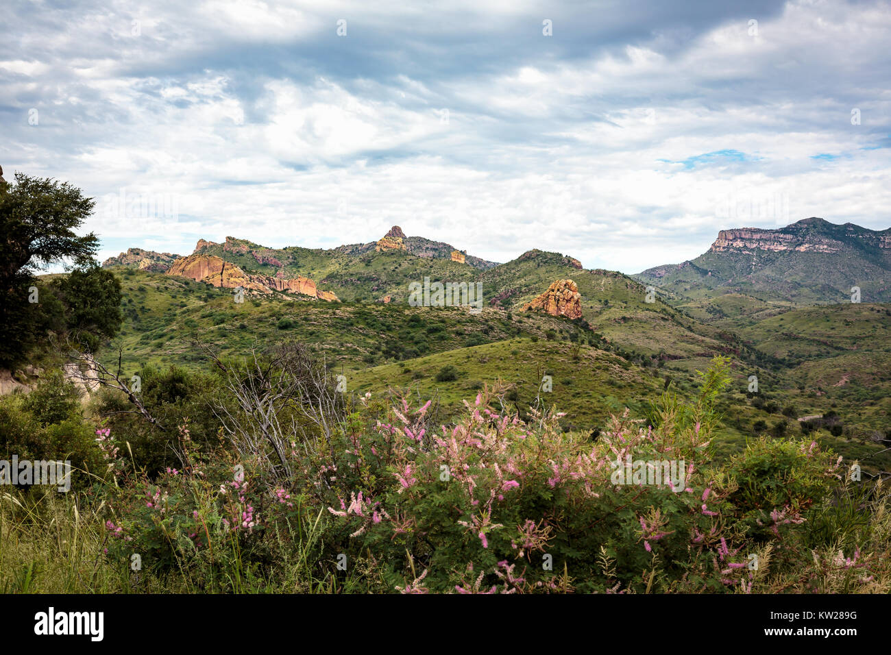Un abbondante Monsone oscuranti il Pajarito Montagne in erba e fiori selvatici. Tumacacori altipiani del sud dell'Arizona. Foto Stock