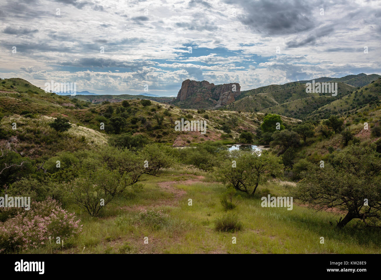 Il Tumacacori Highlands diventano verdi con erba nutriti da abbondanti piogge monsoniche. Nei pressi del Rio Rico, Ariziona. Foto Stock