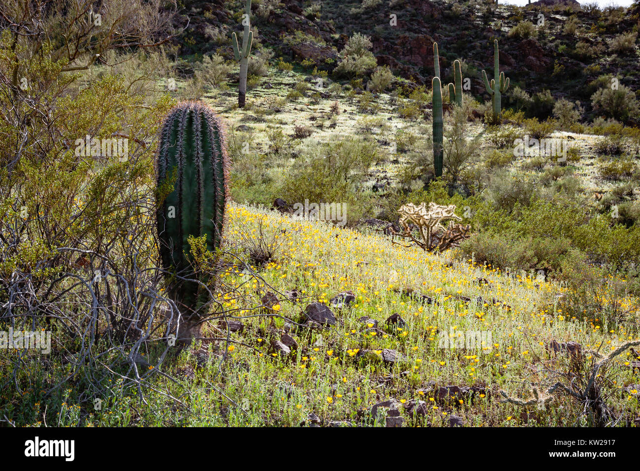 Pomeriggio di sole illumina il paesaggio di primavera a picco Picacho membro bbPark nel sud dell'Arizona. Foto Stock