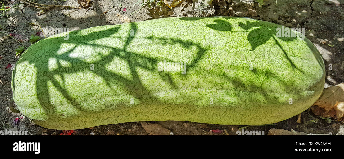 Verde lunga frutta cocomero, Citrullus lanatus, vicino. Foto Stock