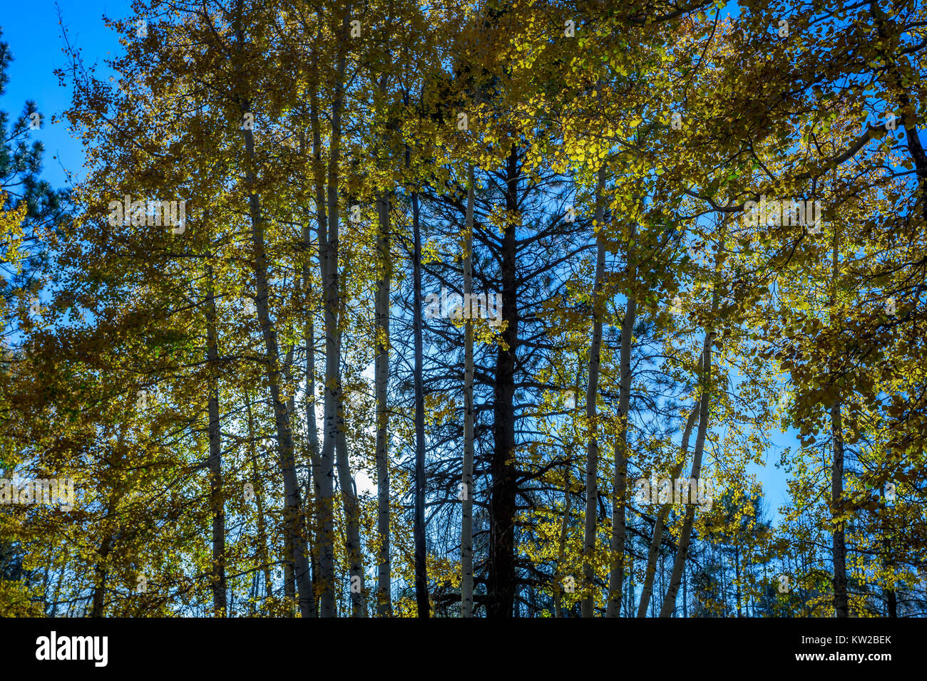 Un albero sempreverde circondato da amici di latifoglie Foto Stock