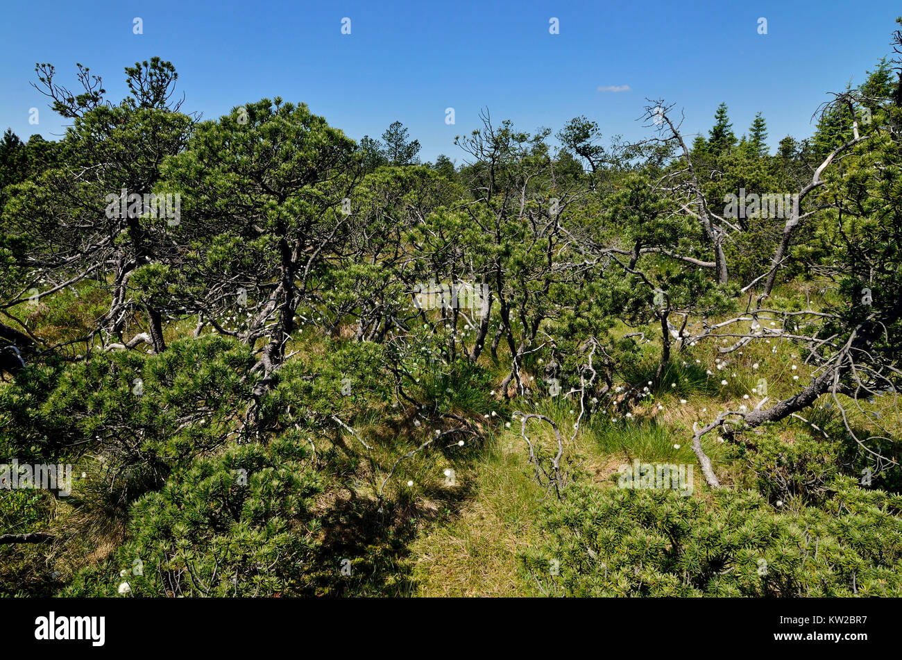 Osterzgebirge, i Monti Metalliferi, di alto livello moor con stagno campo di legno Georgen, Monti Metalliferi, Hochmoor bei Zinnwald Georgenfeld Foto Stock