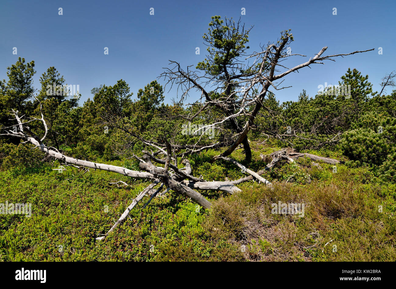 Osterzgebirge, i Monti Metalliferi, di alto livello moor con stagno campo di legno Georgen, Monti Metalliferi, Hochmoor bei Zinnwald Georgenfeld Foto Stock