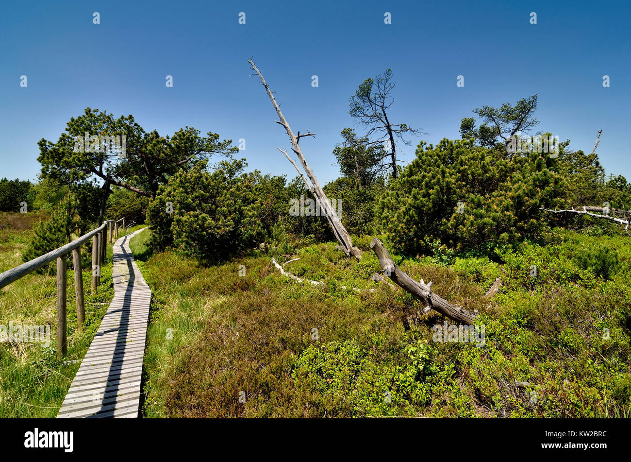 Osterzgebirge, i Monti Metalliferi, di alto livello moor con stagno campo di legno Georgen, Monti Metalliferi, Hochmoor bei Zinnwald Georgenfeld Foto Stock