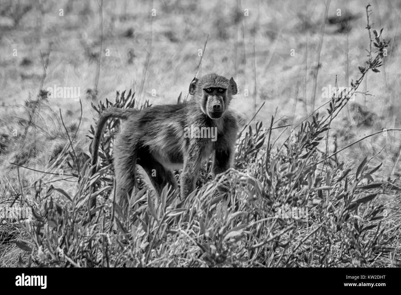 Un bambino Chacma Baboon nella savana della Namibia Foto Stock