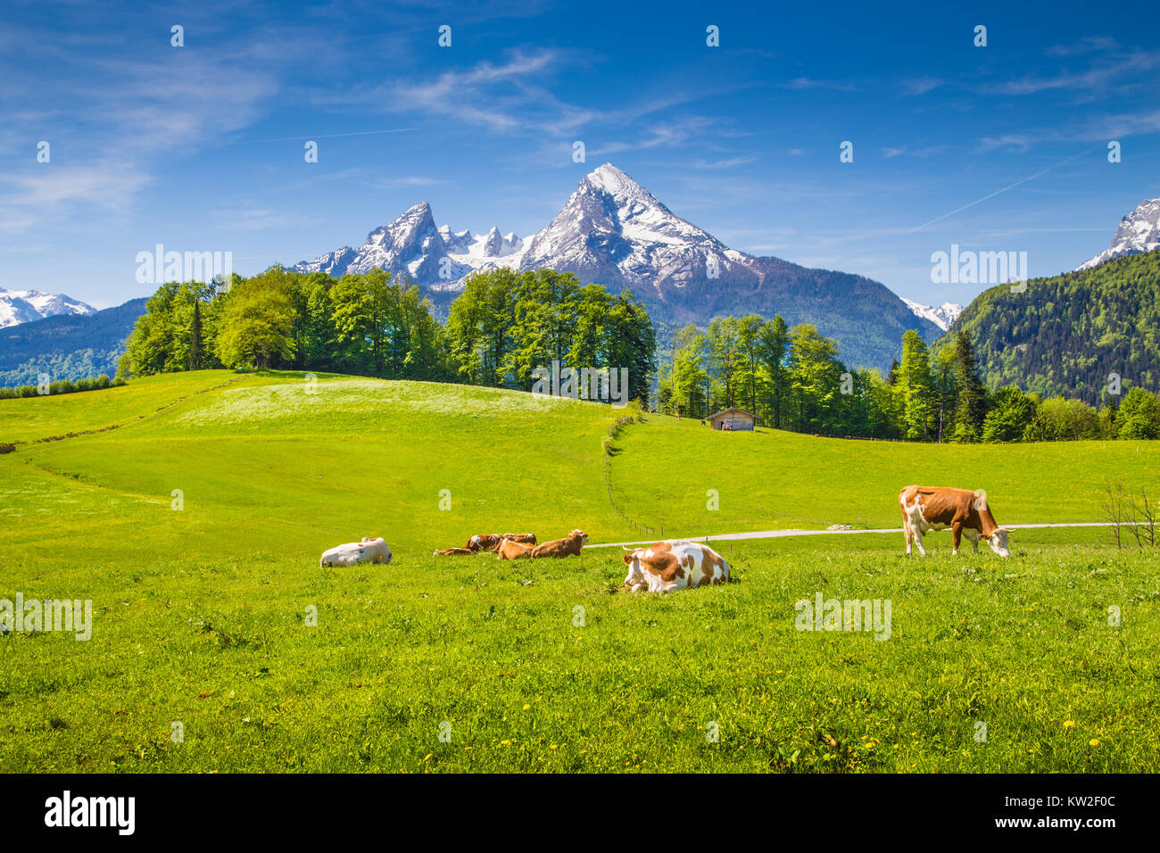Idilliaco paesaggio estivo nelle Alpi con le mucche al pascolo su freschi verdi pascoli di montagna e innevate cime di montagna in background Foto Stock