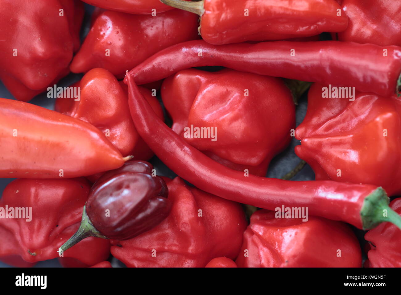 Peperoni di peperoncino rosso Foto Stock
