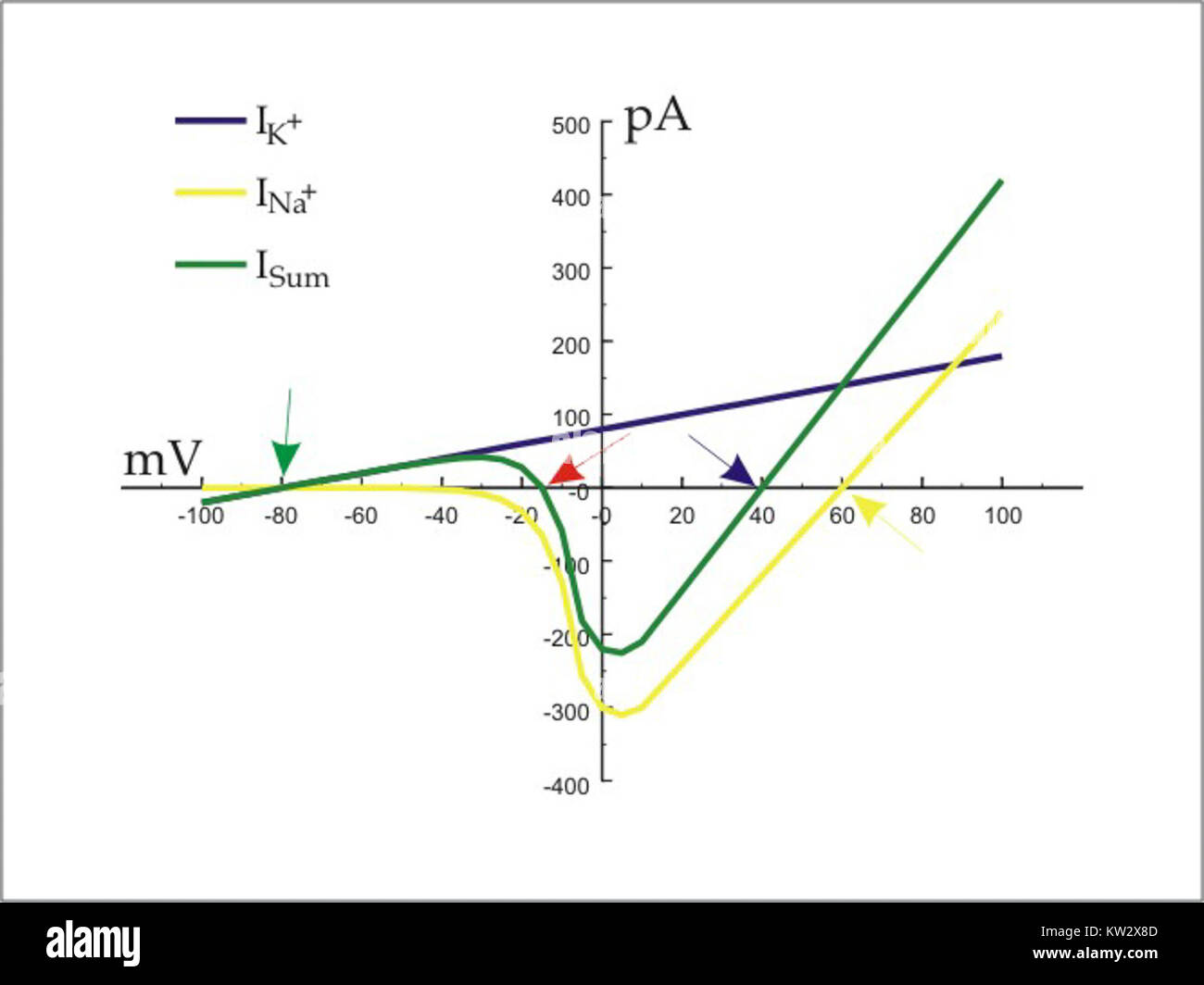 Questa immagine mostra un'intera cella in un esperimento elettrofisiologico, evidenziando il potenziale a riposo e la soglia del potenziale d'azione (AP). Ciò è significativo in biologia cellulare e neurofisiologia in quanto rappresenta le proprietà elettriche della membrana cellulare. Foto Stock