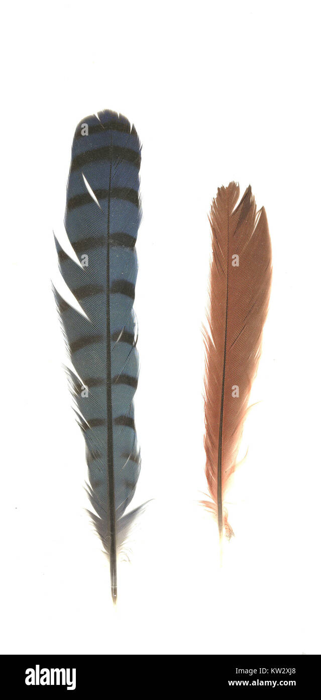 L'opera d'arte "Blue Jay and Cardinal Feather" è un'intricata rappresentazione di due iconiche specie di uccelli nordamericani. La piuma simboleggia la bellezza naturale e la fauna selvatica del Nord America. Foto Stock