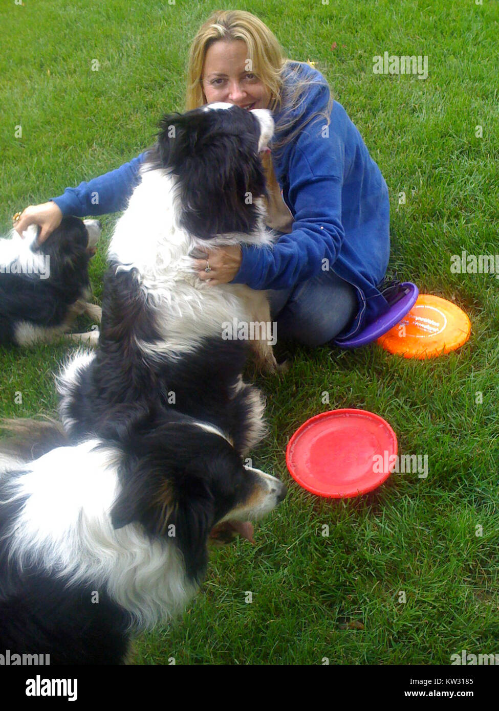 I Border Collies sono una razza di cani operante altamente qualificata, nota per la loro intelligenza, agilità e abilità di allevamento. Sono comunemente usati nella gestione del bestiame e come cani da lavoro in vari campi. Foto Stock