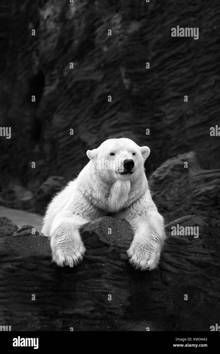 Orso bianco sulle rocce, giacente orso polare situato su una roccia Foto Stock