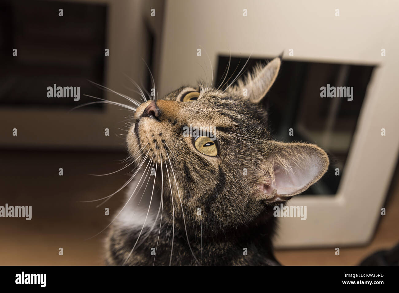 Bella tabby cat seduti a casa con lo sguardo rivolto a qualcosa di verde con gli occhi gialli lungo whiskers illuminazione soffusa battendo sul suo volto. Foto Stock