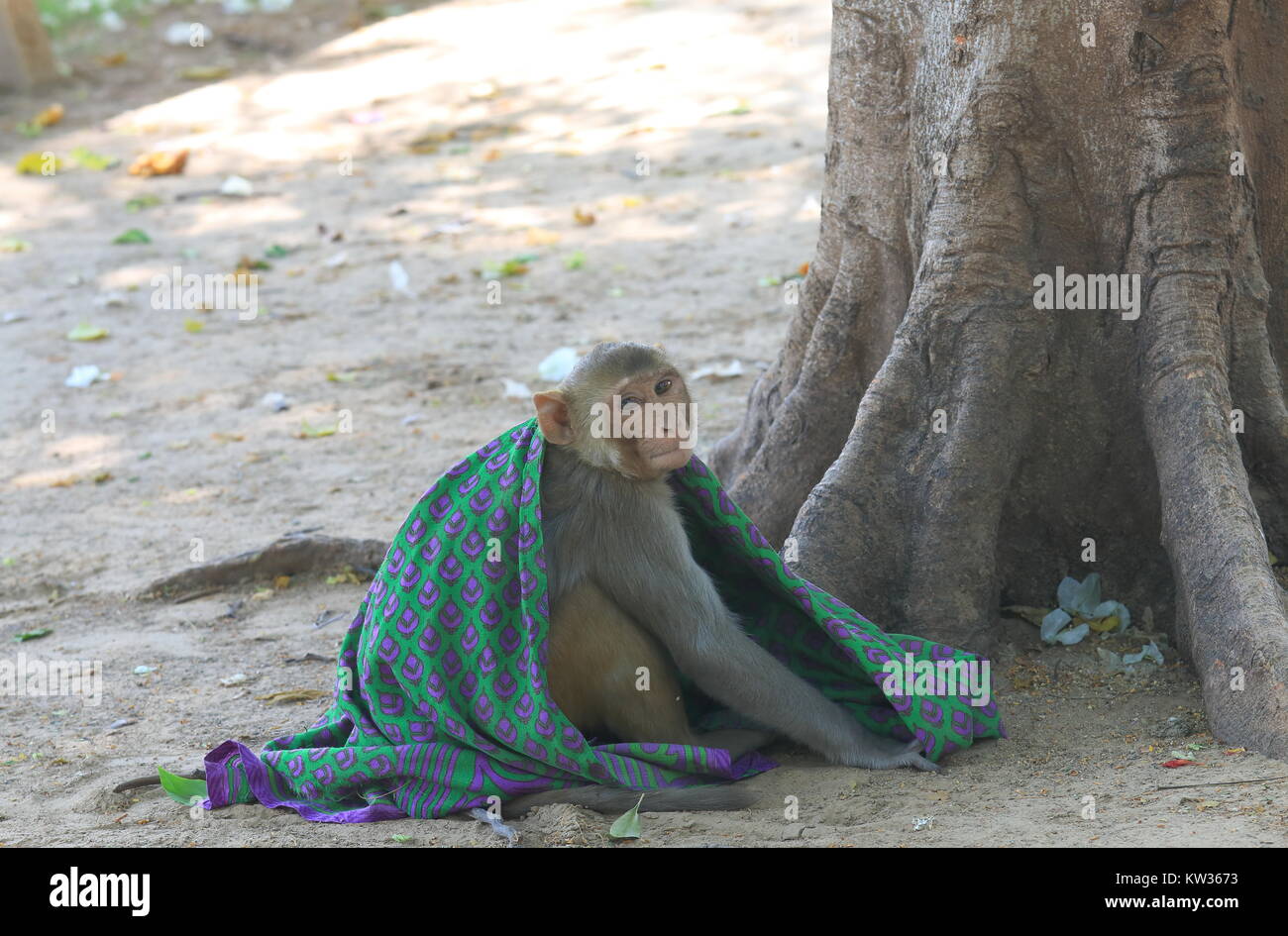 Wild scimmia a Monkey Temple a Jaipur India Foto Stock