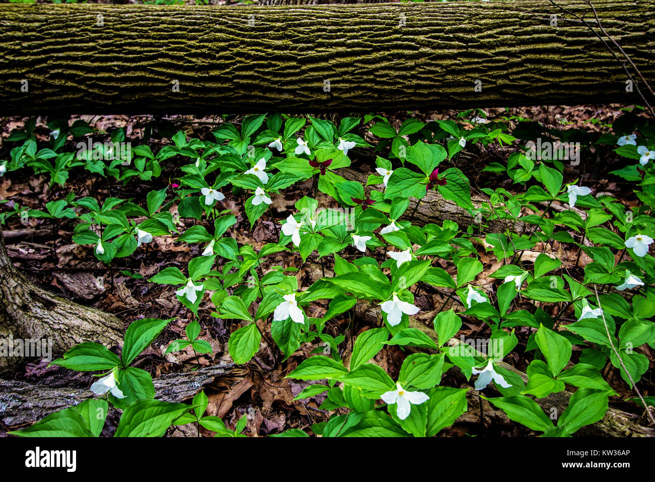 Wild Trillium nella foresta. Linea Trillium il suolo della foresta di grandi laghi habitat costieri. Trillium sono ufficiali di fiori selvaggi di Ontario e Ohio Foto Stock