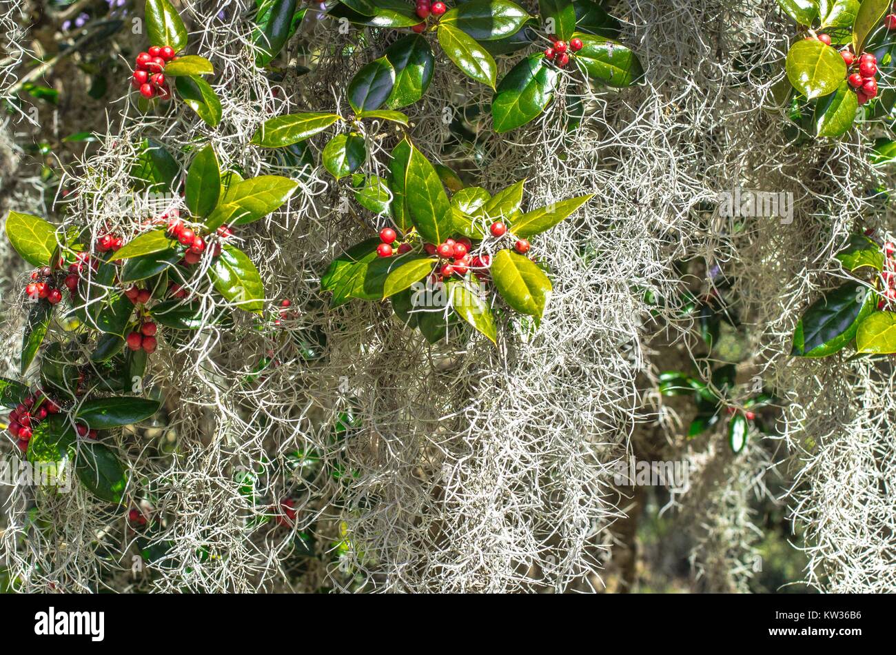 Tropical Christmas Background. Holly Berry e muschio Spagnolo creano un ambiente tropicale sfondo di Natale con spazio di copia Foto Stock