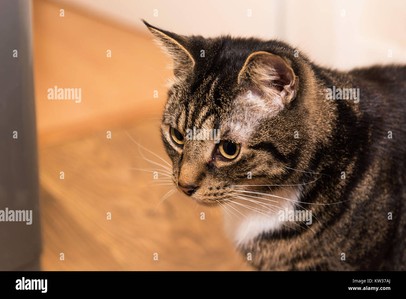 Una chiusura del lato di un tabby cat con un torace bianco e striata faccia. è a casa ed è rilassata. Foto Stock