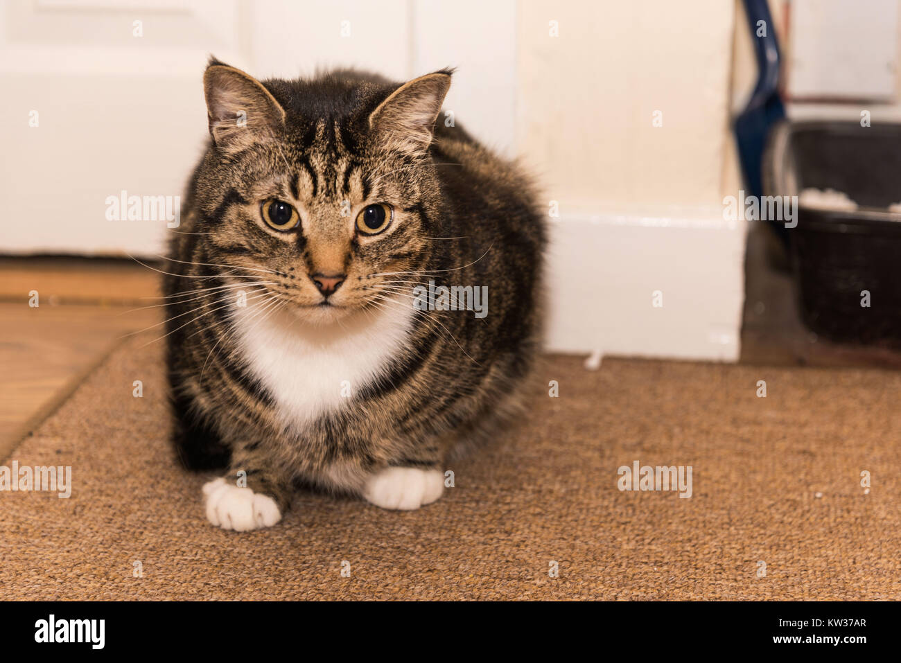 Un rilassato tabby cat con zampe bianche seduti in un corridoio in un posizione di caccia circondato dalla sua lettiera in background. Foto Stock